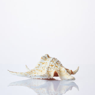 Lambis Chiragra Approx 23cm