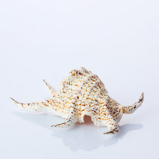 Lambis Chiragra Approx 13cm