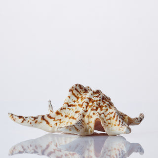 Lambis Chiragra Approx 16cm