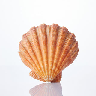 Lions Paw Orange Approx 12cm