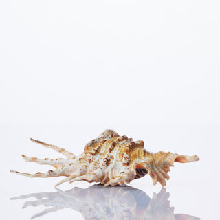 Lambis Scorpio Approx 12cm