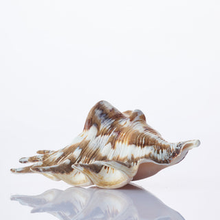 Lambis Tiger Approx 12cm