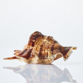 Lambis Tiger Approx 15cm
