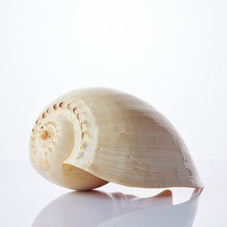 Melo Diadema Approx 25cm