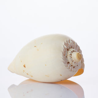 Melo Diadema Approx 10cm