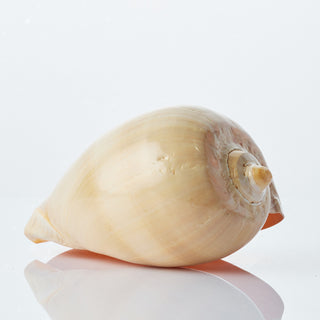 Melo Diadema Approx 15cm