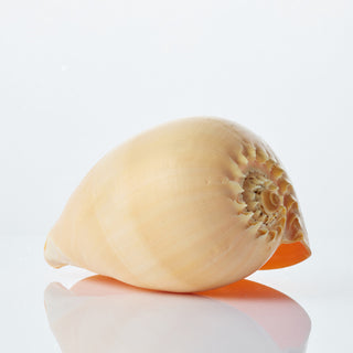 Melo Diadema Approx 17cm