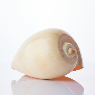 Melo Diadema Approx 20cm