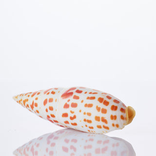 Mitra Mitra Approx 10cm