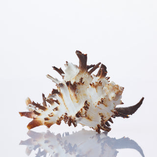 Murex Indivia Approx 6cm