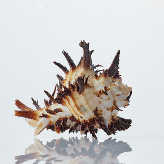 Murex Indivia Approx 10cm