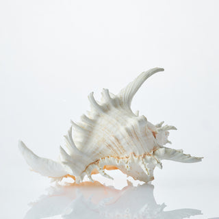Murex Ramosus Approx 25cm