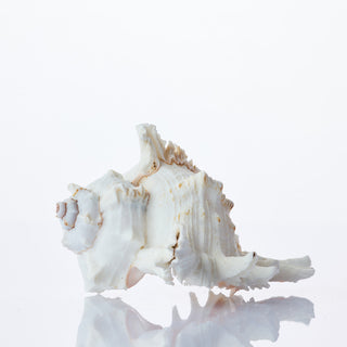 Murex Ramosus Approx 10cm
