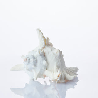 Murex Ramosus Approx 15cm