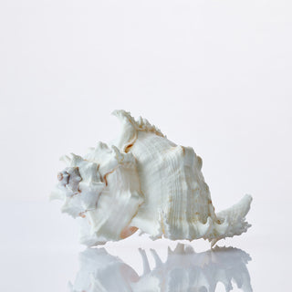 Murex Ramosus Approx 17cm