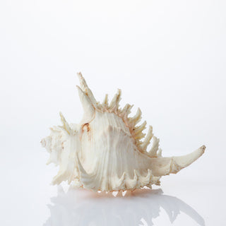 Murex Ramosus Approx 22cm