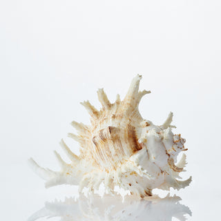 Murex Ramosus A Grade Approx 20cm