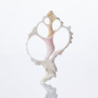 Murex Slices Approx 6cm