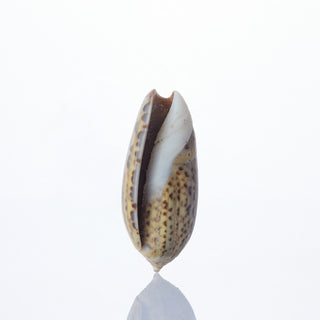 Black Olives Approx 2cm