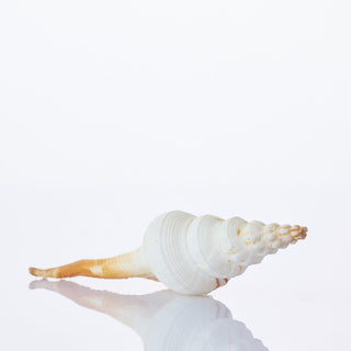 Fusos Calus Approx 10cm