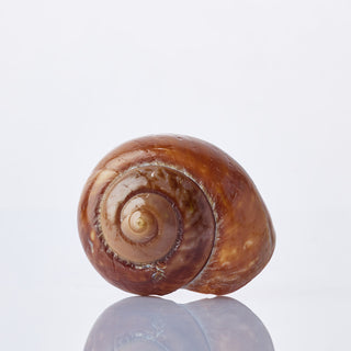 Lamarkiana Shell Approx 10cm