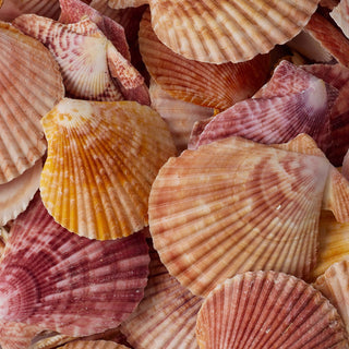 Pecten  Approx Assorted Sizes Per Kilo