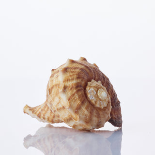 Rafana Shell Approx 10cm