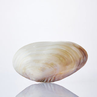 Rivershell Approx 25cm