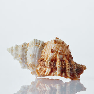 Rubeta Shell Approx 6cm