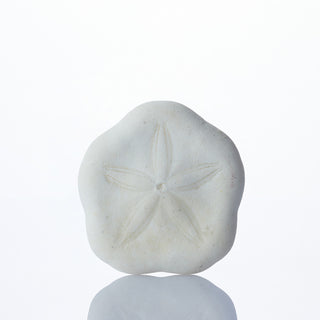 Sand Dollar Approx 3cm