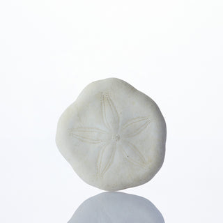 Sand Dollar Approx 3cm