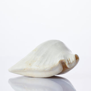 Strombus Lattismus Approx 12cm