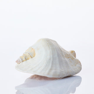 Strombus Lattismus Approx 15cm