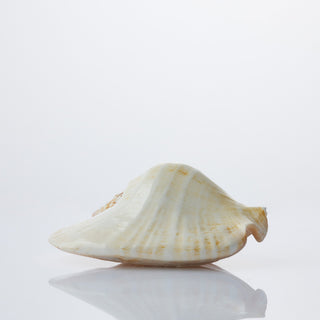 Strombus Lattisimus Polished Approx 15cm