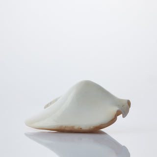 Strombus Lattisimus White Approx 15cm