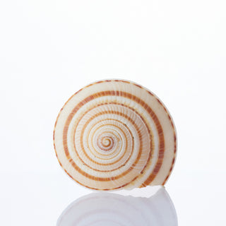 Sundial Shell Approx 2cm