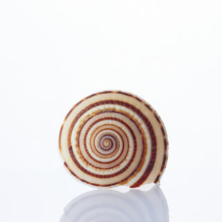 Sundial Shell Approx 2cm