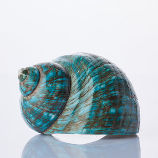 Turbo Burgos Approx 8cm