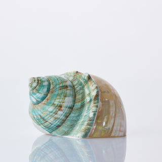 Turbo Green Top Approx 8cm