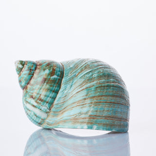 Turbo Burgos Approx 10cm