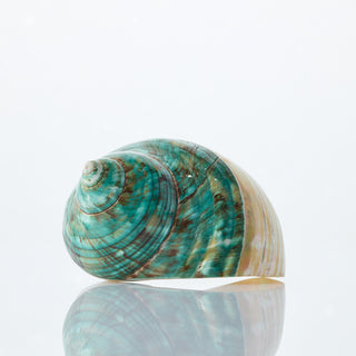 Turbo Green Top Approx 10cm