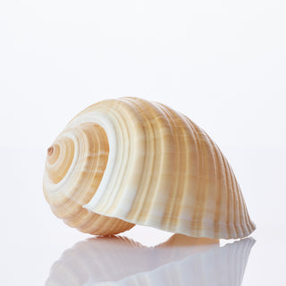 Tona Cepa Approx 10cm