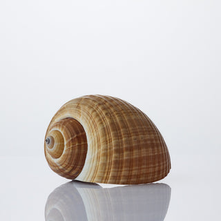Tona Cepa Approx 12cm