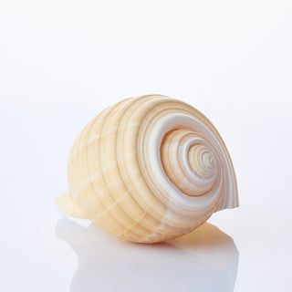 Tona Cepa Approx 15cm