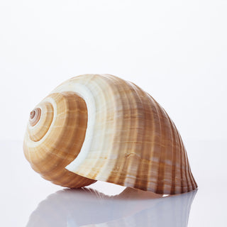 Tona Cepa Approx 20cm