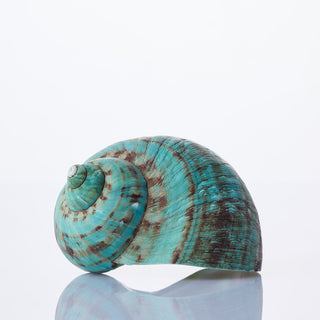 Imperial Turbo Approx 8cm