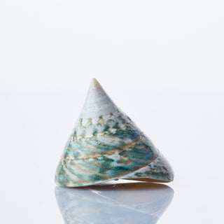 Tectus Pyramis Approx 6cm