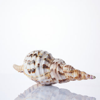 Trumpet Triton Approx 20cm