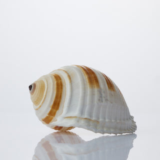 Tona Sulcosa Approx 12cm