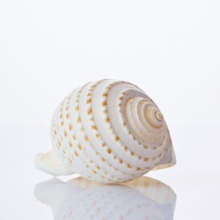 Tona Tesselata Approx 10cm